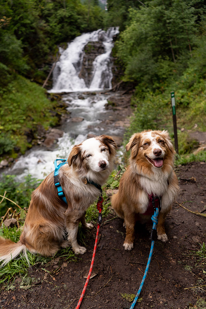 Dog Friendly Rooms & Suites - Snow Valley Lodging
